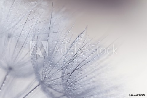 Picture of Plant seeds with water drops